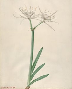 Pancratium, 1738-70. av Georg Dionysius Ehret
