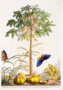 Papaya, c. 1748 handfärgad gravyr.