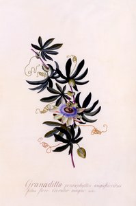 Passiflora Granadilla, ca. 1745 handfärgad gravyr. av "Georg Dionysius Ehret
