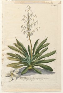 Utvalda växter 37 - Yucca. av Georg Dionysius Ehret