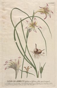 Utvalda växter 39 - Lilio-Gladiolus. av Georg Dionysius Ehret
