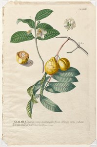 Utvalda växter 43 - Guaiaba. av Georg Dionysius Ehret