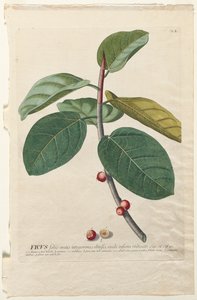 Utvalda växter 50 Ficus av Georg Dionysius Ehret