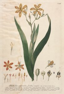 Utvalda växter 52 - Ixia. av Georg Dionysius Ehret