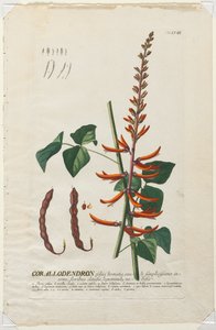 Utvalda växter 58 - Corallodendron. av Georg Dionysius Ehret