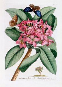 Plumeria, ca. 1749 handfärgad gravyr .