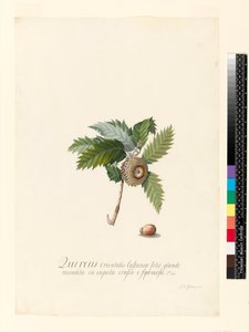 Quercus Orientalis, 1742 (wc och kroppsfärg på veläng)