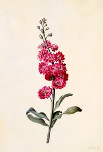 Stock Matthiola Incana, ca. 1746 handfärgad gravyr.