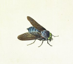 Hästflugan, 1700-talet av Georg Dionysius Ehret