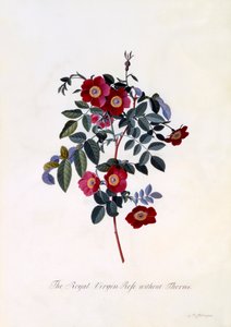 Den kungliga jungfrurosen utan taggar, ca. 1745 handfärgad gravyr. av "Georg Dionysius Ehret
