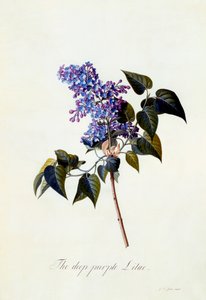 Den djuplila lila. av "Georg Dionysius Ehret