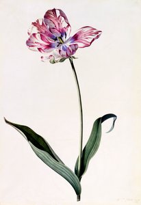 Tulpan, c. 1745 handfärgad gravyr.