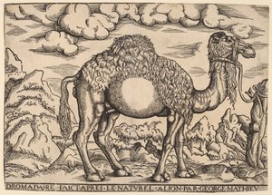 En Dromedär av Georg Mattheus