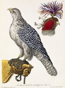 Falkenjakt, tavla 3, från "Naturens nöjen utvalda", 1771 av Georg Wolfgang Knorr