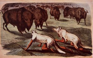 Indianer från nordamerikanska slätter kryper fram på betande buffel medan de bär vargskinn, ca 1840 (färg litho) av George (after) Catlin
