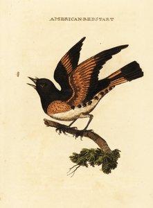 Amerikansk rödstjärt, Setophaga ruticilla av George (after) Edwards