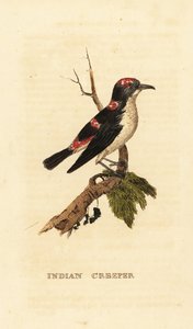 Amerikansk trädkrypare eller brun ranka, Certhia americana av George (after) Edwards