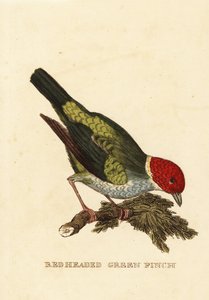 Tanager, Tangara gyrola