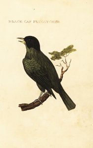 Svartklädd bulbul, Pycnonotus melanicterus av George (after) Edwards
