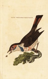 Blåstrup, Luscinia svecica av George (after) Edwards