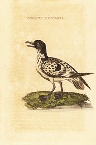 Cape petrel, Daption capense av George (after) Edwards