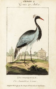 Damsel eller Numidian trana, Grus virgo