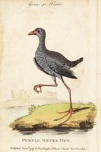 Gråhuvad träsk, Porphyrio poliocephalus av George (after) Edwards