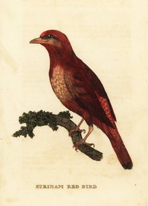 Guianan röd cotinga, phoenix slaktare