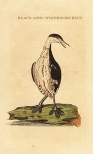 Horndopping, ung, Podiceps auritus av George (after) Edwards