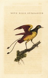 Kung paradisfågel, Cicinnurus regius