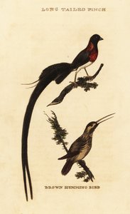 Långsvansparadis whydah, Vidua paradisaea och rufous kolibri, Selasphorus rufus av George (after) Edwards