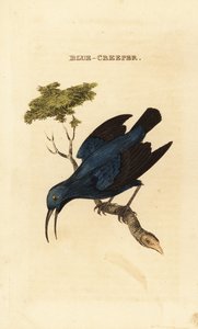 Lila honungskrypare, Cyanerpes caeruleus av George (after) Edwards