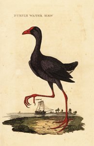 Lila träsk, Porphyrio porphyrio av George (after) Edwards