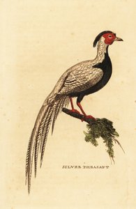 Silverfasan, Lophura nycthemera