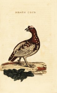 Gran ripa, Falcipennis canadensis canace av George (after) Edwards