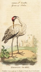 Kiktrana, Grus americana