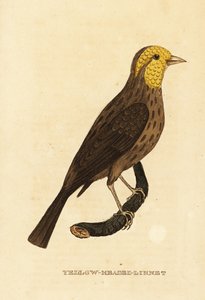 Gul näbb, Pheucticus chrysopeplus av George (after) Edwards