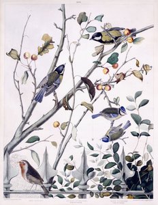 Röda bröst (Robin), talgoxar (hane och hona) och blåmes (hane och hona), ca 1841 (handfärgad gravyr) av George (after) Shield