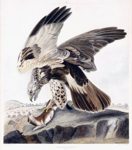 Rough Legged Buzzard (hona), ca 1841 (handfärgad gravyr) av George (after) Shield