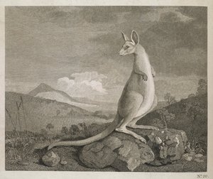 Ett djur hittat på New Hollands kust som heter Kangaroo