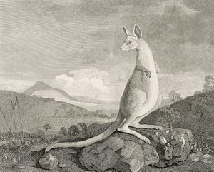 Ett djur som hittats på Nya Hollands kust, kallat Kanguroo", ca 1773 (gravyr, etsning)