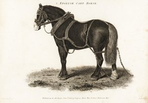 Engelsk Cart Horse eller Shire draghäst.