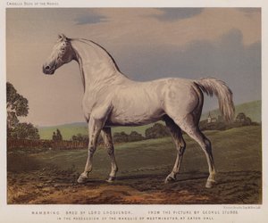 Nambrino, uppfödd av Lord Grosvenor, i besittning av markisen av Westminster, i Eaton Hall (färg litho)