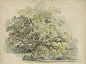 Trädstudie av George Andries Roth
