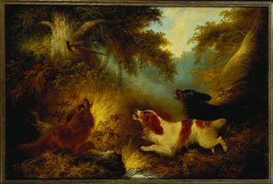 Spaniels sätter upp en fasan