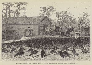 Matar kalkoner på en stor kalkongård, Washington Hollow, Dutchess County