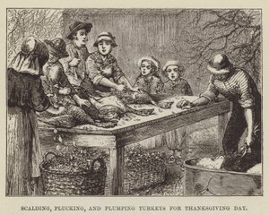 Skålla, plocka och fylla kalkoner till Thanksgiving Day