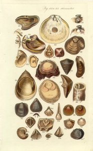 Conchological Manual Plate 11. Ostron och andra skal av George B. Sowerby