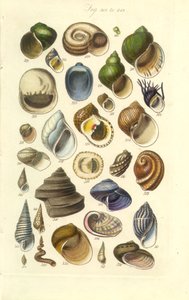 Conchological Manual Plate 15. Färgglada skal inklusive Abalone-skal av George B. Sowerby