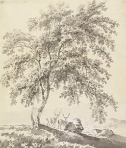 Trädstudie med stags (landskap)